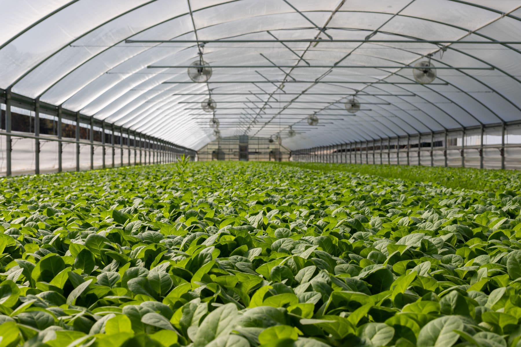 Rows of crops growing inside a working greenhouse
